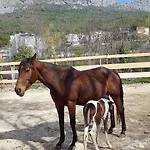 Διαμέρισμα Golden Dreams